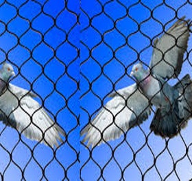 Pigeon Nets